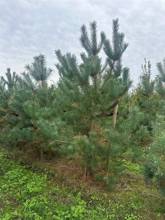 Pinus sylvestris 250-300 cm draadkluit - afbeelding 21