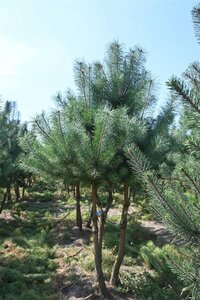 Pinus sylvestris 250-300 cm draadkluit - afbeelding 3
