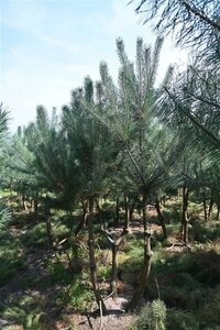 Pinus sylvestris 250-300 cm draadkluit - afbeelding 4