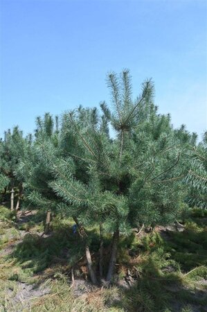 Pinus sylvestris 250-300 cm draadkluit - afbeelding 5