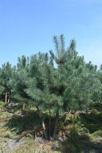 Pinus sylvestris 250-300 cm draadkluit - afbeelding 5