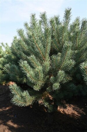 Pinus sylvestris 250-300 cm draadkluit - afbeelding 6