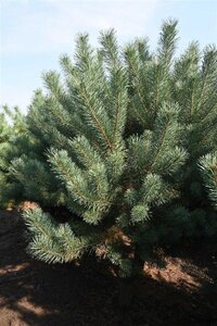 Pinus sylvestris 250-300 cm draadkluit - afbeelding 6