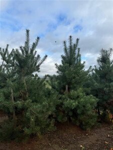 Pinus sylvestris 250-300 cm draadkluit - afbeelding 31