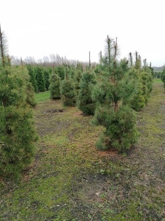Pinus sylvestris 250-300 cm draadkluit - afbeelding 20