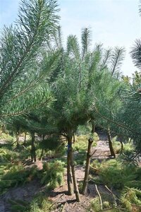 Pinus sylvestris 250-300 cm draadkluit - afbeelding 24