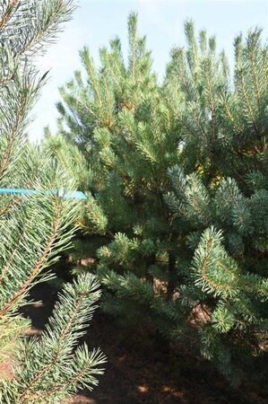 Pinus sylvestris 250-300 cm draadkluit - afbeelding 7