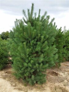Pinus sylvestris 250-300 cm draadkluit - afbeelding 28