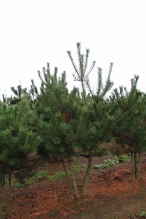 Pinus sylvestris 250-300 cm draadkluit - afbeelding 2