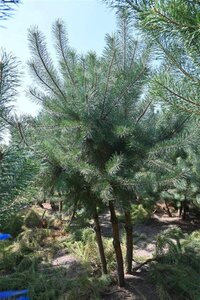 Pinus sylvestris 250-300 cm draadkluit - afbeelding 25
