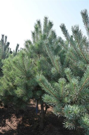 Pinus sylvestris 250-300 cm draadkluit - afbeelding 8