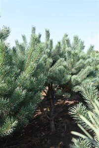 Pinus sylvestris 250-300 cm draadkluit - afbeelding 26