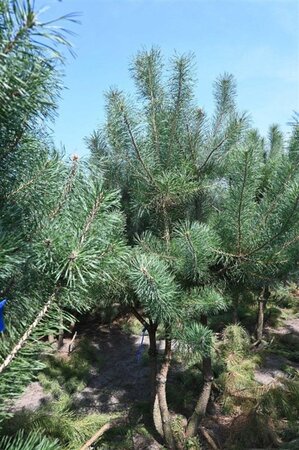 Pinus sylvestris 250-300 cm draadkluit - afbeelding 9