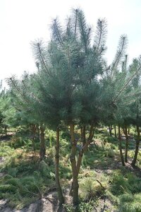 Pinus sylvestris 250-300 cm draadkluit - afbeelding 10