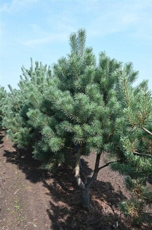 Pinus sylvestris 250-300 cm draadkluit - afbeelding 11