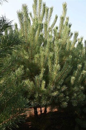 Pinus sylvestris 250-300 cm draadkluit - afbeelding 12
