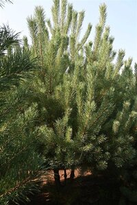 Pinus sylvestris 250-300 cm draadkluit - afbeelding 12