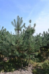 Pinus sylvestris 250-300 cm draadkluit - afbeelding 13