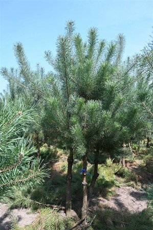 Pinus sylvestris 250-300 cm draadkluit - afbeelding 27