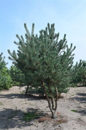 Pinus sylvestris 300-350 cm draadkluit - afbeelding 3