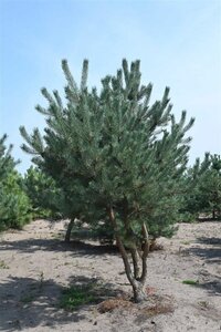 Pinus sylvestris 300-350 cm draadkluit - afbeelding 3