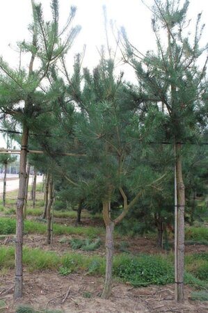 Pinus sylvestris 300-350 cm draadkluit - afbeelding 6