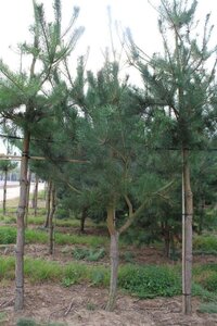 Pinus sylvestris 300-350 cm draadkluit - afbeelding 6