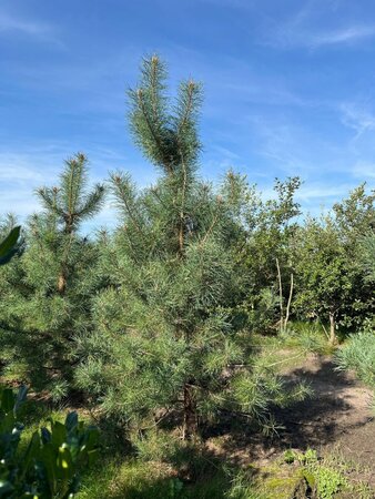 Pinus sylvestris 300-350 cm draadkluit - afbeelding 9