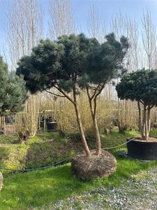 Pinus sylvestris 300-350 cm draadkluit - afbeelding 2