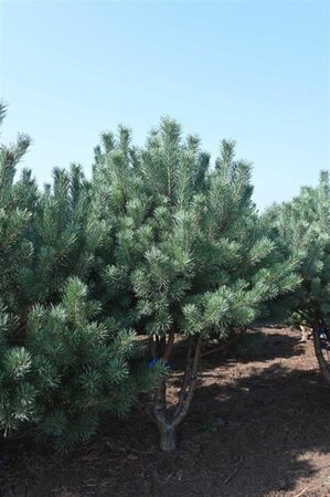Pinus sylvestris 300-350 cm draadkluit - afbeelding 5