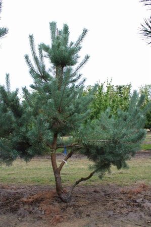 Pinus sylvestris 300-350 cm draadkluit - afbeelding 4