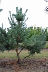 Pinus sylvestris 300-350 cm draadkluit - afbeelding 4