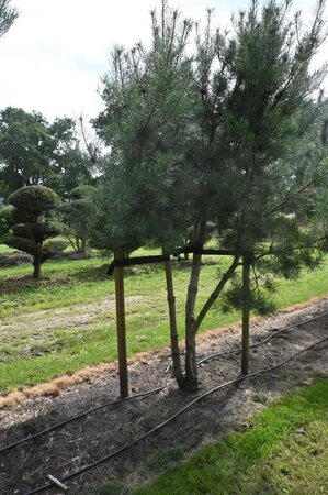 Pinus sylvestris 350-400 cm draadkluit - afbeelding 6