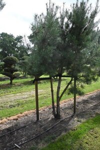 Pinus sylvestris 350-400 cm draadkluit - afbeelding 6