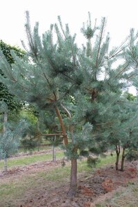 Pinus sylvestris 350-400 cm draadkluit - afbeelding 5