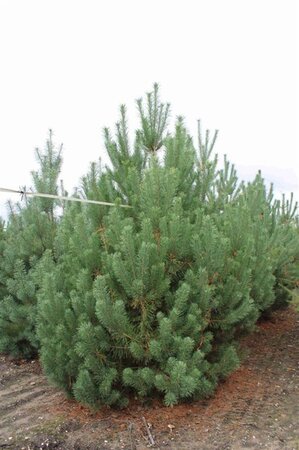 Pinus sylvestris 350-400 cm draadkluit - afbeelding 4