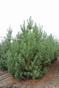 Pinus sylvestris 350-400 cm draadkluit - afbeelding 4