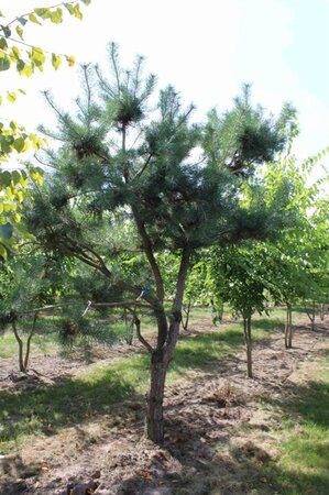 Pinus sylvestris 350-400 cm draadkluit - afbeelding 5
