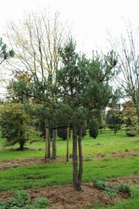Pinus sylvestris 350-400 cm draadkluit - afbeelding 4