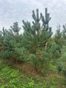 Pinus sylvestris 350-400 cm draadkluit - afbeelding 7