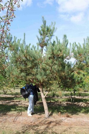 Pinus sylvestris 350-400 cm draadkluit - afbeelding 3