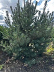 Pinus sylvestris 350-400 cm draadkluit - afbeelding 6