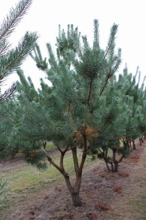 Pinus sylvestris 350-400 cm draadkluit - afbeelding 2
