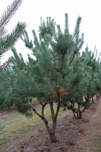 Pinus sylvestris 350-400 cm draadkluit - afbeelding 2