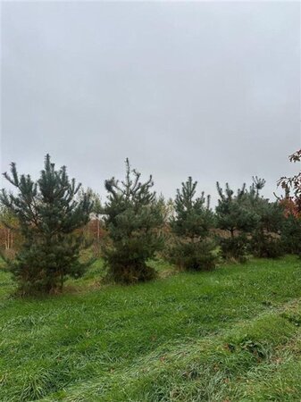 Pinus sylvestris 350-400 cm draadkluit - afbeelding 11