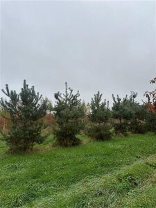Pinus sylvestris 350-400 cm draadkluit - afbeelding 11