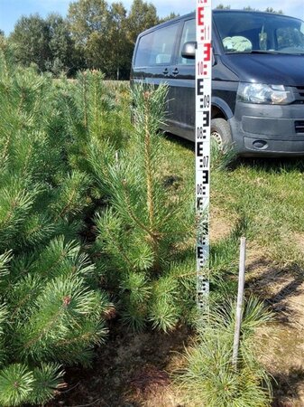Pinus sylvestris 80-100 cm met kluit - afbeelding 4