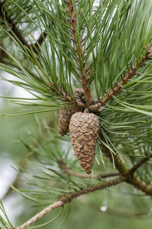 Pinus sylvestris 80-100 cm met kluit - afbeelding 2