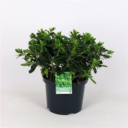 Pittosporum tob. 'Nanum' geen maat specificatie cont. 5,0L