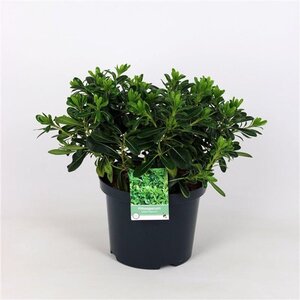 Pittosporum tob. 'Nanum' geen maat specificatie cont. 5,0L